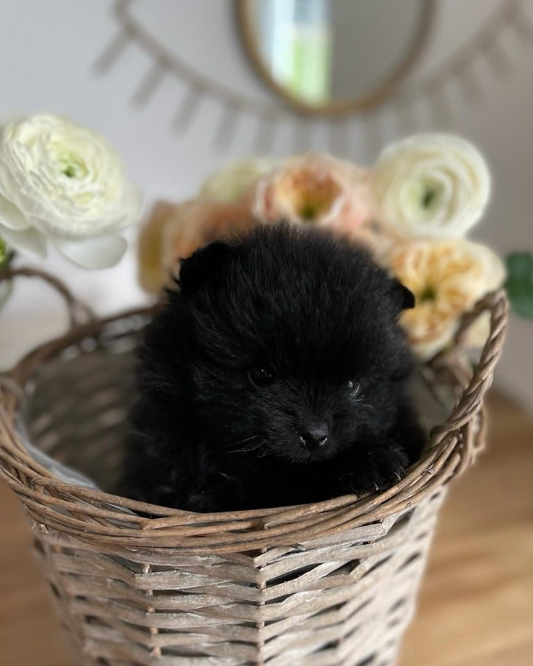 A réserver bébés Spitz nain