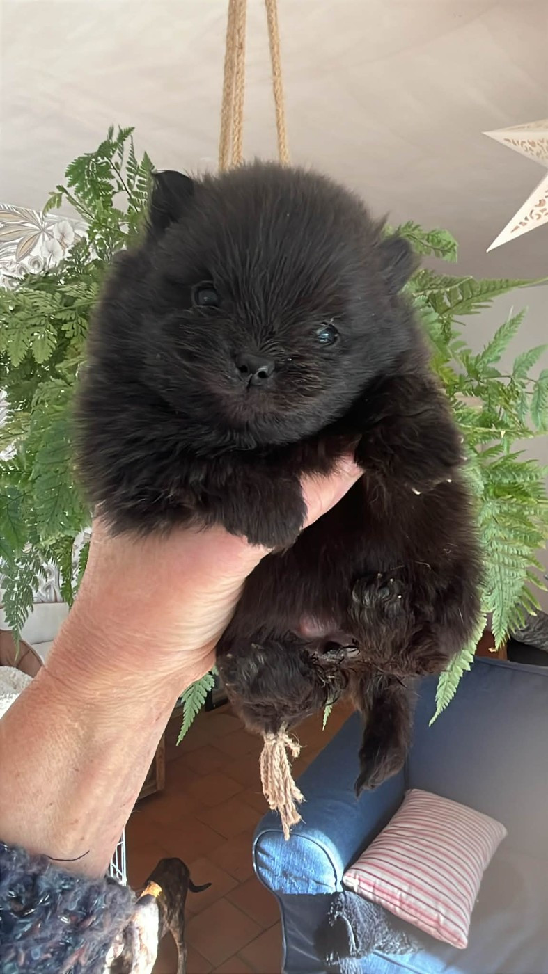 Des Petits Mozart - Chiots disponibles - Spitz allemand