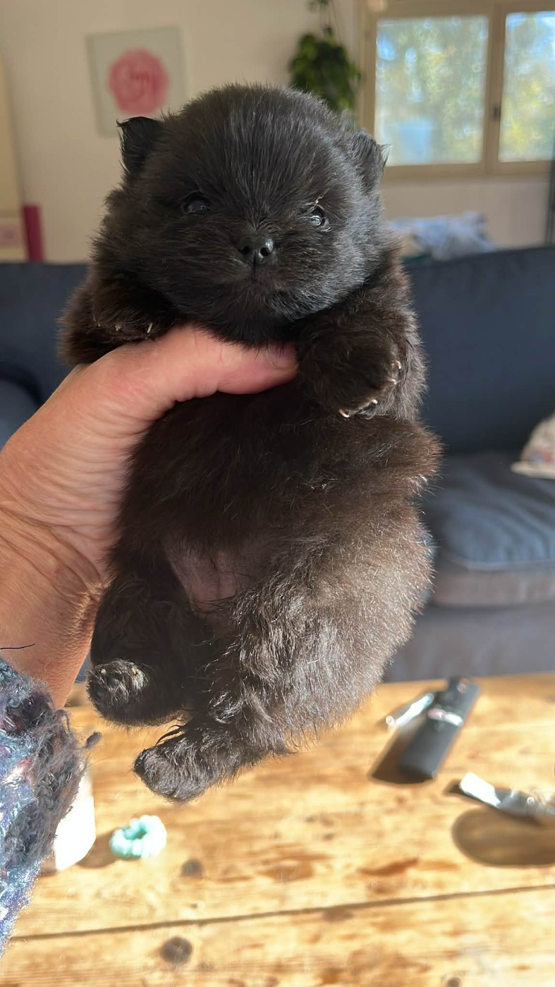 Des Petits Mozart - Chiots disponibles - Spitz allemand