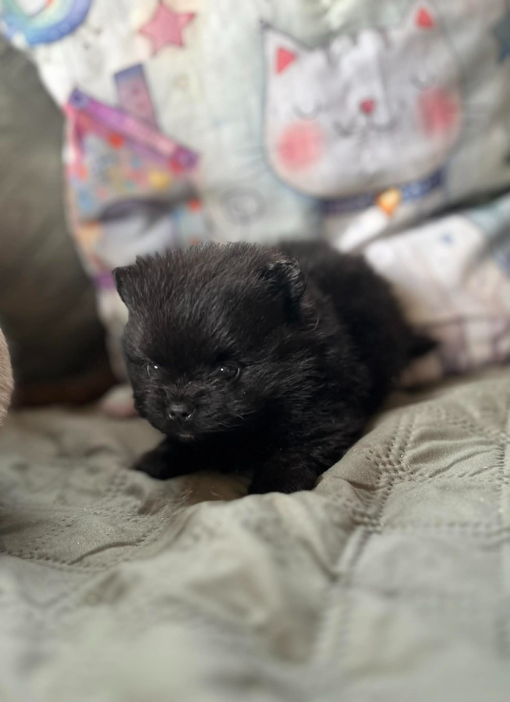 Des Petits Mozart - Chiots disponibles - Spitz allemand