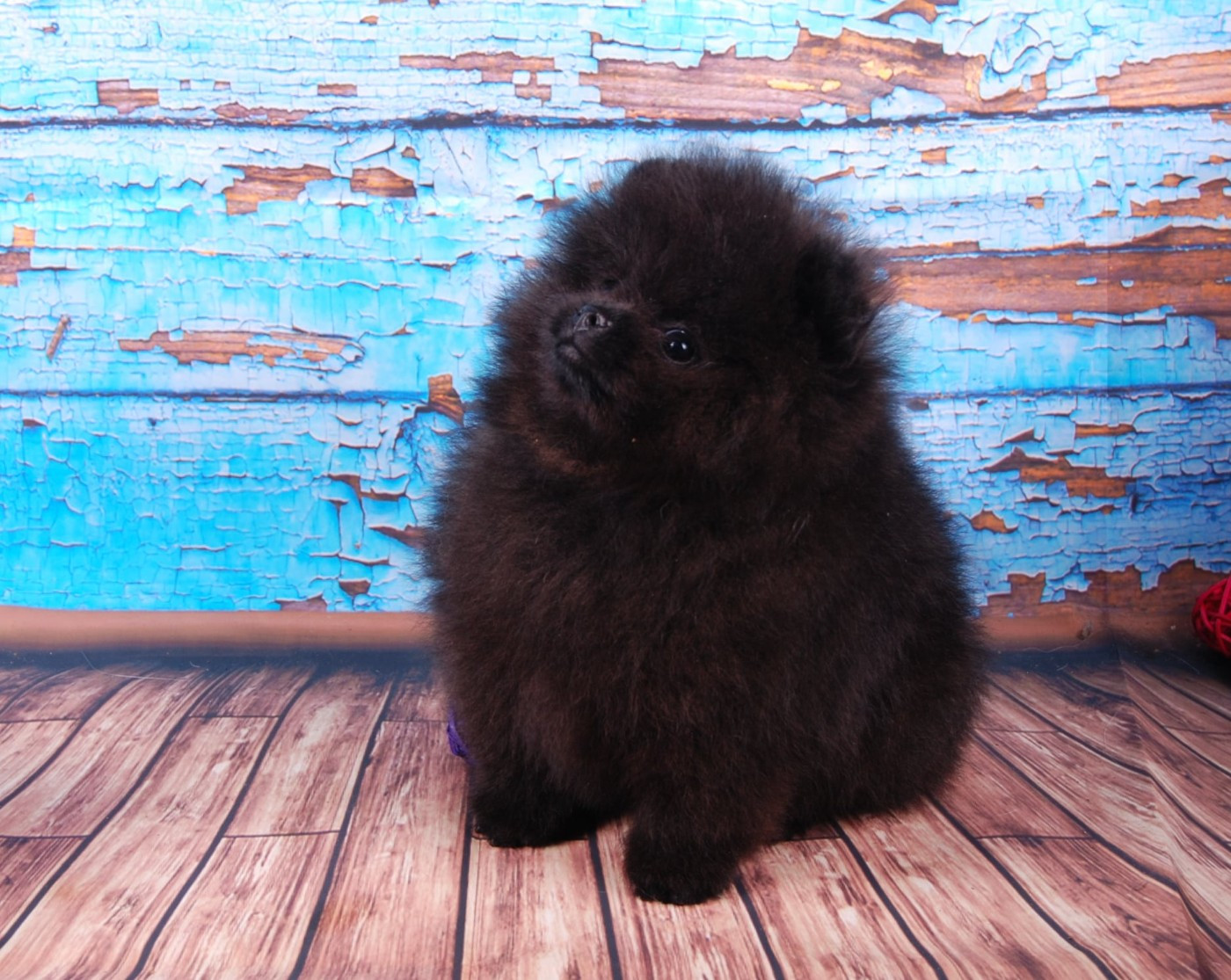 Des Petits Mozart - Chiots disponibles - Spitz allemand